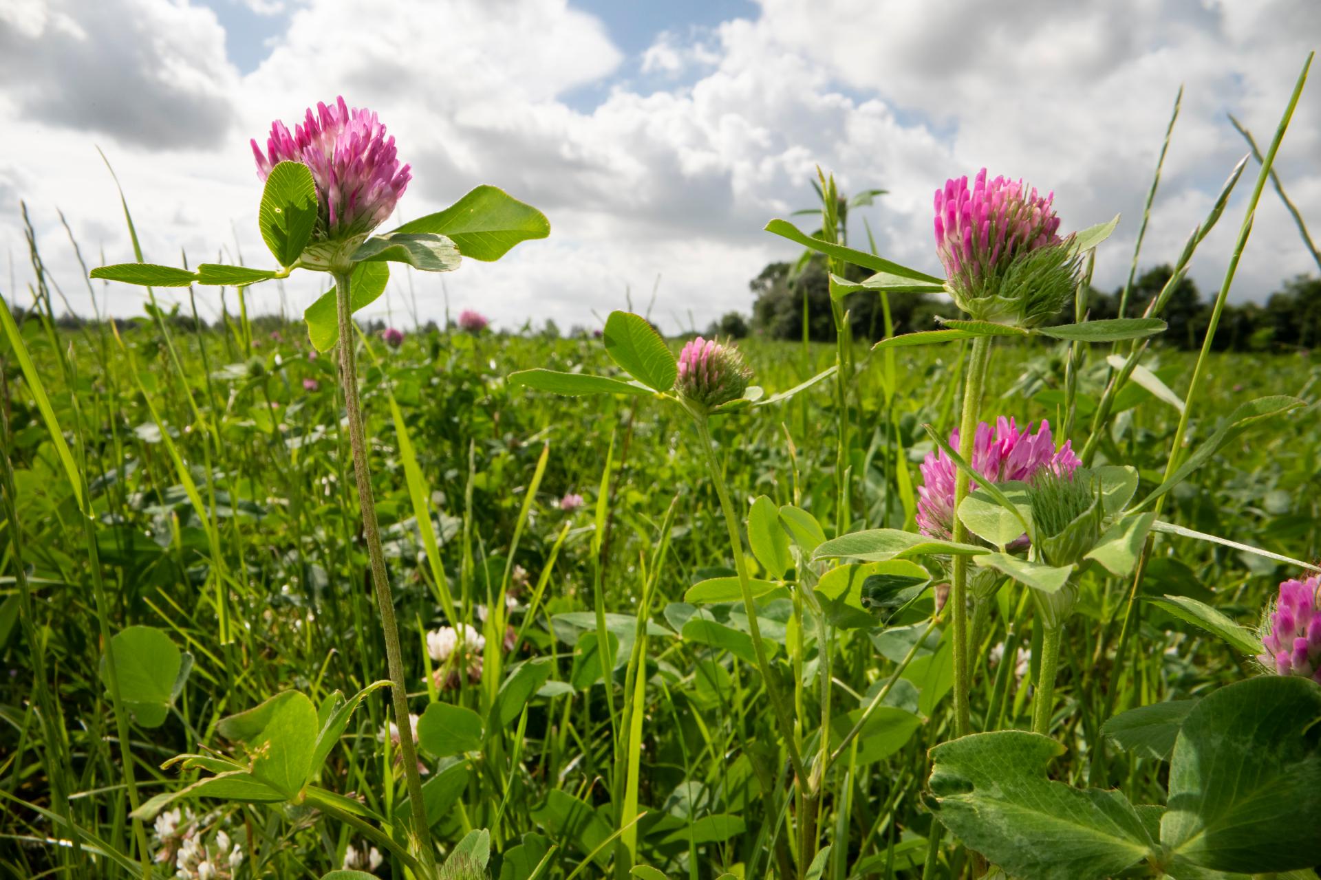 Græs, kløver og lucerne – nøglerne til fremtidens klimavenlige landbrug