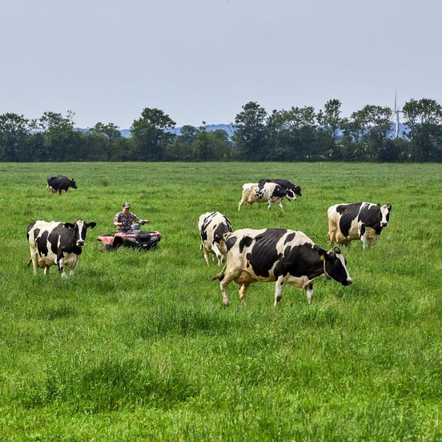 Køer på græsmark