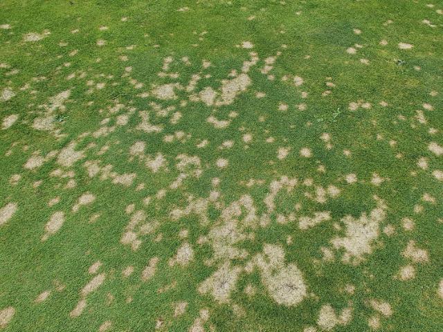 Græssygdommen Dollar Spot