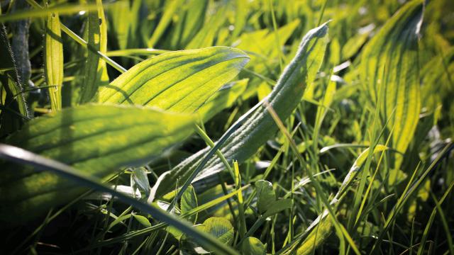 Lancet vejbred AgritaiN i kløvergræsmark