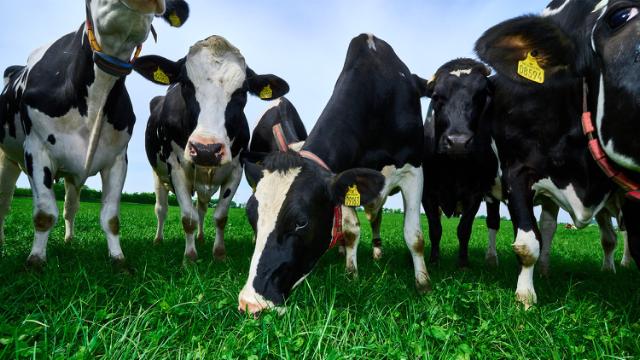Køer spiser græs på græsmark