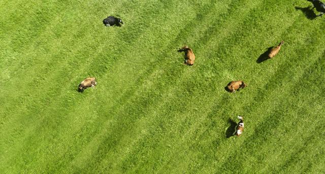 Køer græsser i græsmark dronefoto