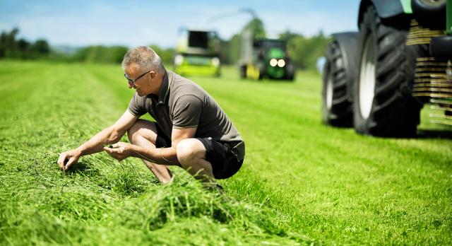 Landmand undersøger kvaliteten af græs på mark