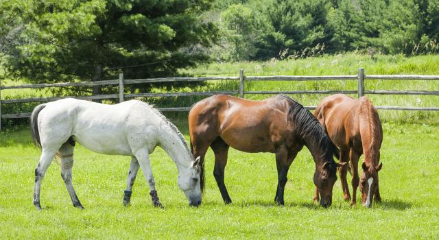Tre heste græsser på græsmark