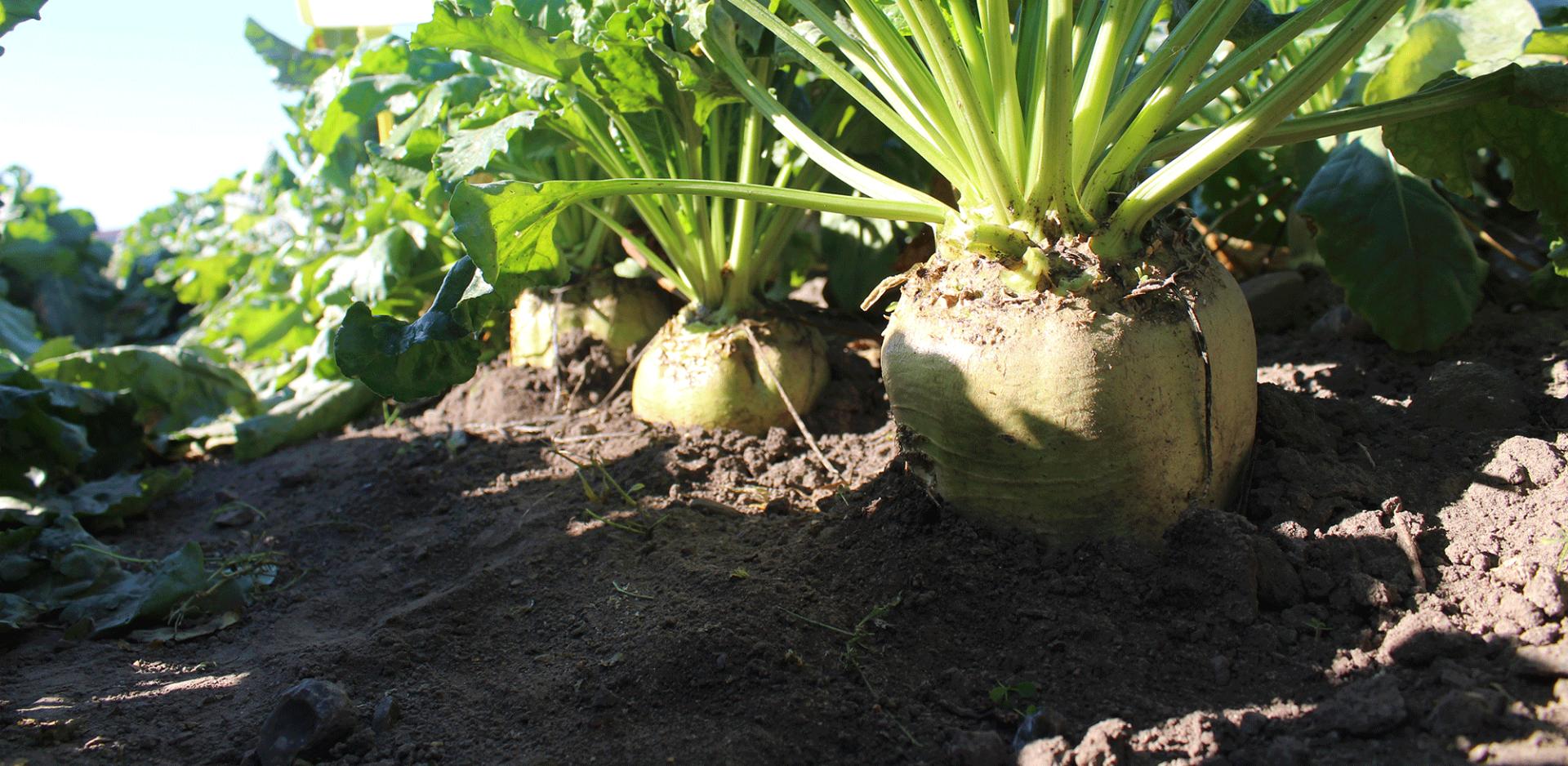 Spiser Roe Roer til foder og biogas