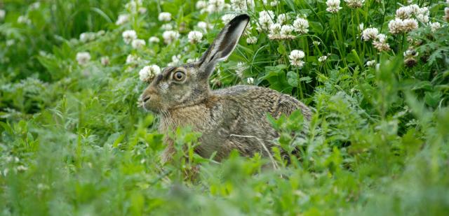 Hare i mark med vildtafgrøder