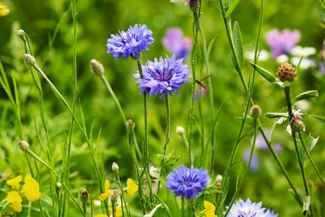 Hvide, blå og røde blomster i blomstermark