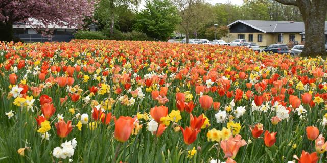 Tulipaner og narcisser blomstrer