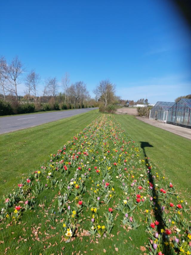Blomsterløg i fuldt flor