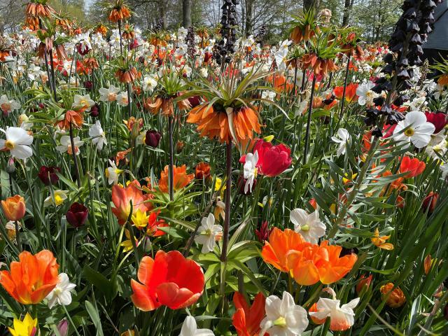 Kejserkrone, tulipaner og narcisser blomstrer