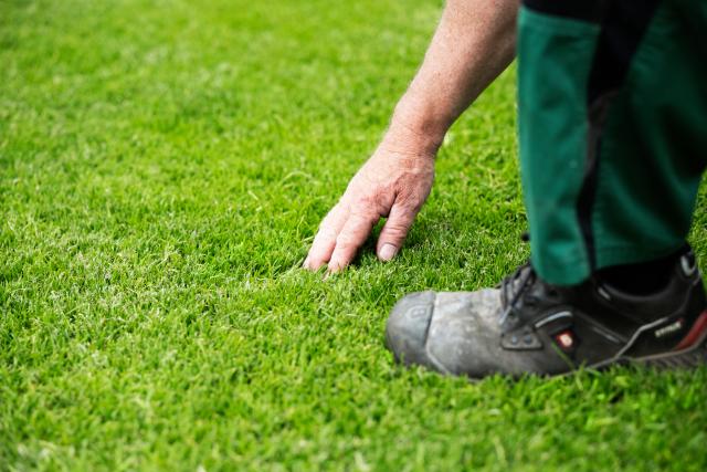 Groundsman undersøger græsset med hånd 